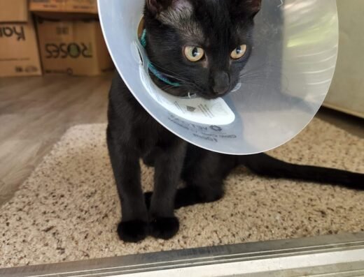 SNAP Spay-Neuter & Animal Wellness Clinic