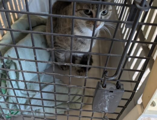 SNAP Spay-Neuter & Animal Wellness Clinic