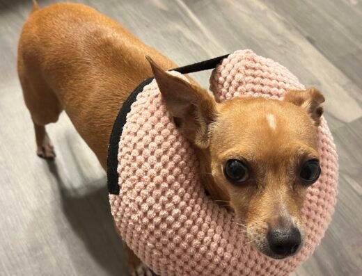 SNAP Spay-Neuter & Animal Wellness Clinic