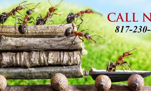 Sniper Termite and Pest Control