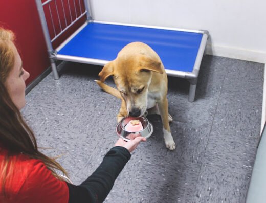 Social Pet at Charlotte – pet care in Charlotte