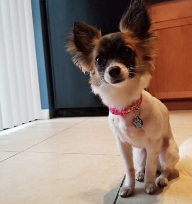 Sparky's Pet Salon – pet care in Orlando