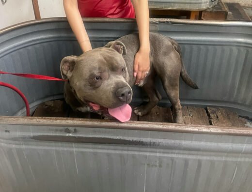Splash Hound USA – pet grooming in Sacramento (photo 2)