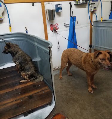 Splash Hound USA – pet grooming in Sacramento