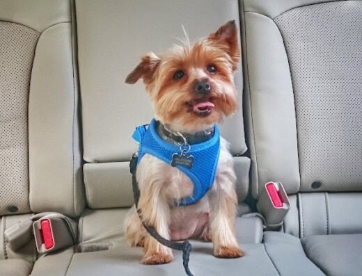Spotlight Pet Services – pet care in St. Louis
