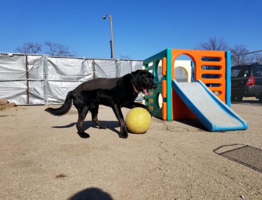 St. Louis Muttropolitan – pet care in St. Louis