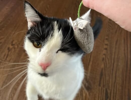 Stay At Home Pet Services LLC – pet care in Cincinnati (photo 3)