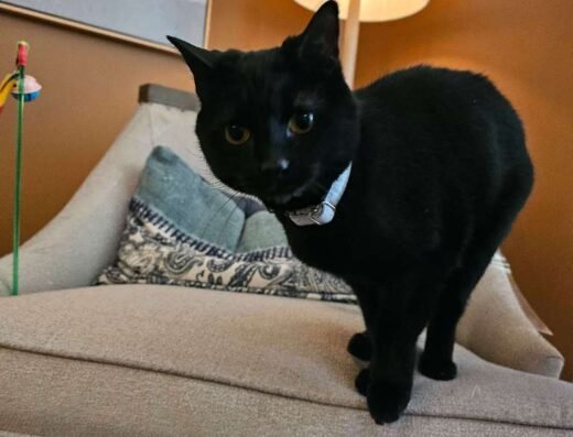 Stay At Home Pet Services LLC – pet care in Cincinnati