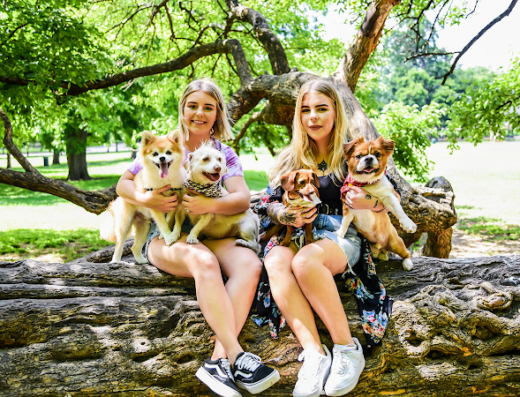 Sugar's Pet Sitting – pet sitting and dog walking in Dallas