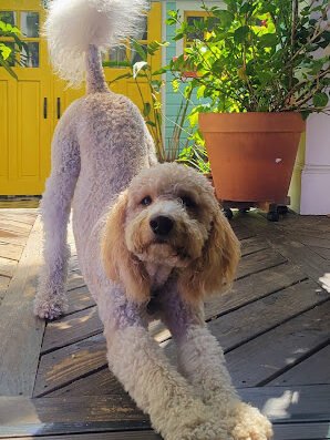 Sunset Dog Salon