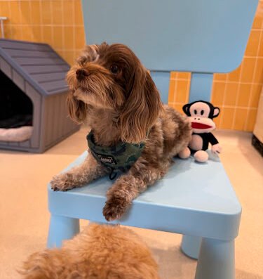 sunshine dogs club – pet care in San Francisco
