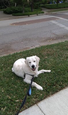 Sweet Pea & Me Dog Walking and Pet Sitting