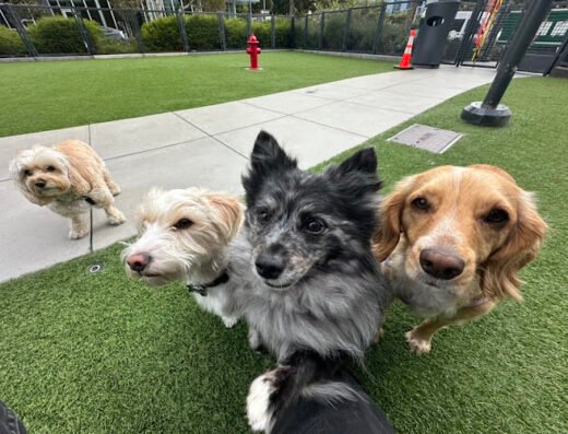 Tefani & So Dogcare – pet care in San Francisco