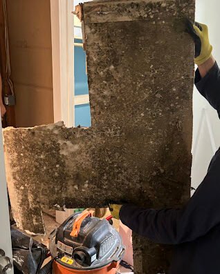 Texas Total Mold LLC