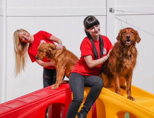 The Ark Pet Spa & Hotel - Orlando – pet care in Orlando