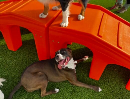 The Ark Pet Spa & Hotel – pet care in Orlando (photo 2)