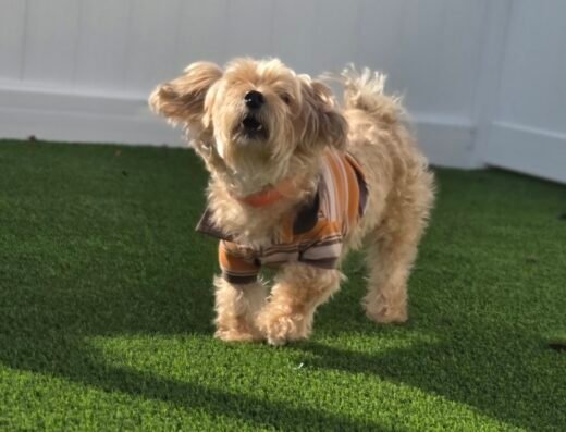 The Ark Pet Spa & Hotel – pet care in Orlando (photo 1)