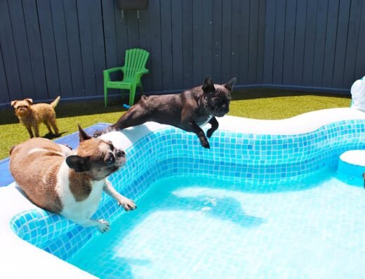 The Best Little Dog House In Texas