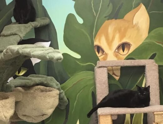 The Cat Doctor