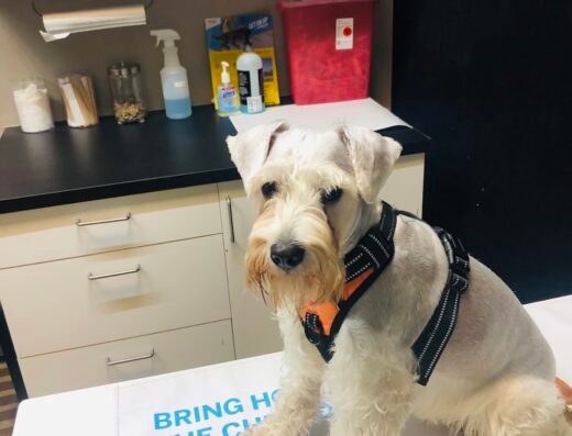 The Corner Vet