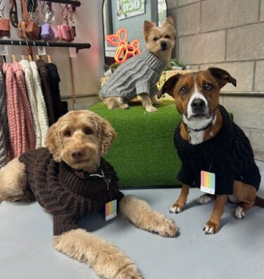 The Den Paw Spa