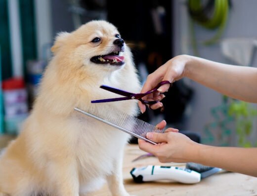 The Dog Fountain Mobile Grooming