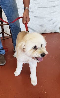 The Dog House – Corpus Christi