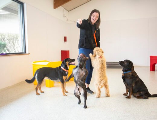 The Dog Stop Strip District – pet care in Pittsburgh