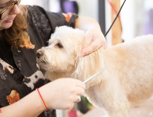The Dog Stop West Liberty – pet care in Pittsburgh