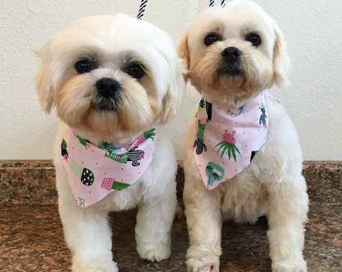 The Dogfathers Grooming LB