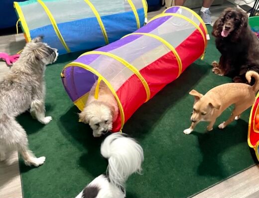 The Doghouse 24/7