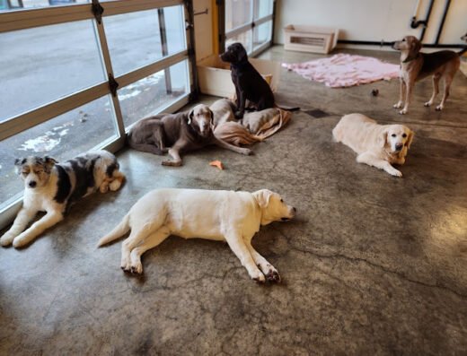 The Golden Bone Pet Resort – pet care in Pittsburgh