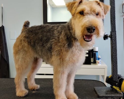 The Groom Crew – pet care in Minneapolis