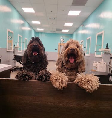 The Groomery Of Upper Arlington