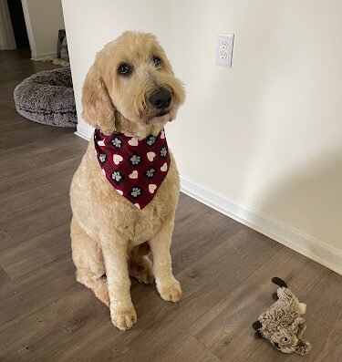 The Matted Doodle – pet care in St. Louis