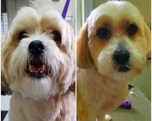 The Proper Pup Grooming – pet care in St. Louis