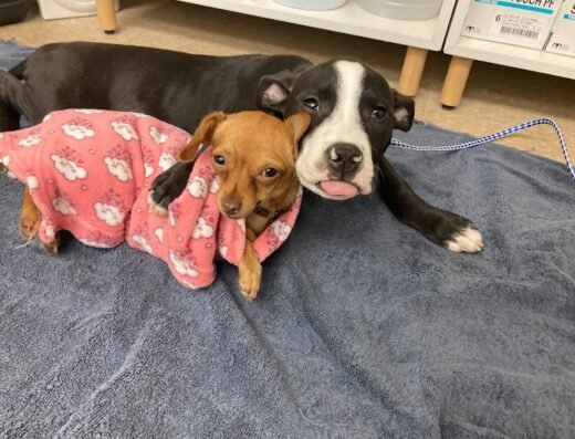The Rescue Vet Clinic