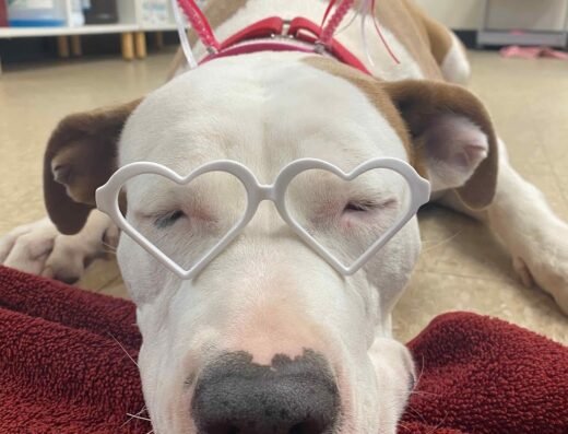 The Rescue Vet Clinic