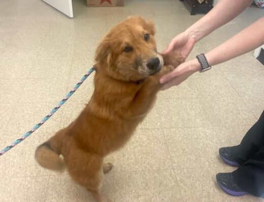 The Rescue Vet Clinic