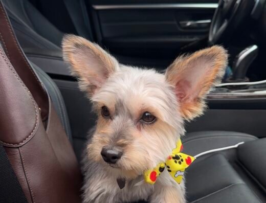 The Rich Groomer – pet grooming in Sacramento (photo 2)