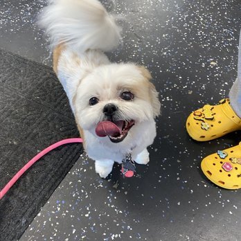 The Rich Groomer – pet grooming in Sacramento