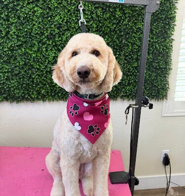 The Tails In The City – pet care in San Jose