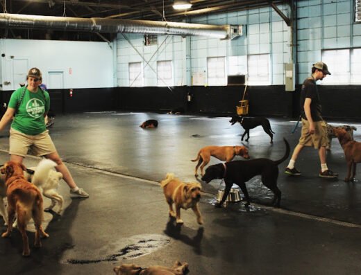 The Watering Bowl – pet care in St. Louis