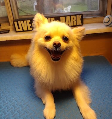 Therapeutic Dog Grooming – pet care in St. Louis