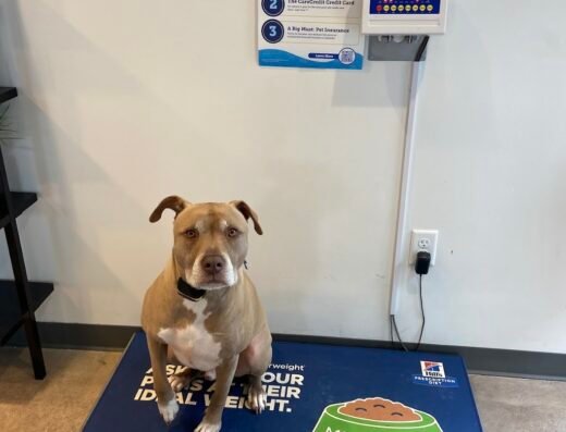Thrive Pet Healthcare – The Heights