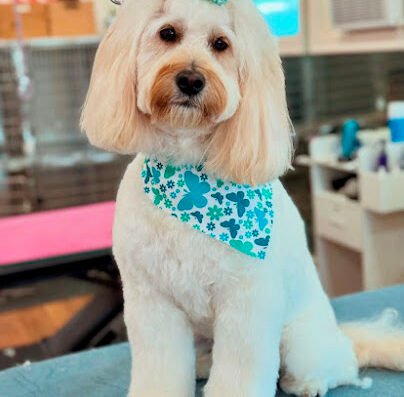 Top Dog Grooming – pet care in New Orleans