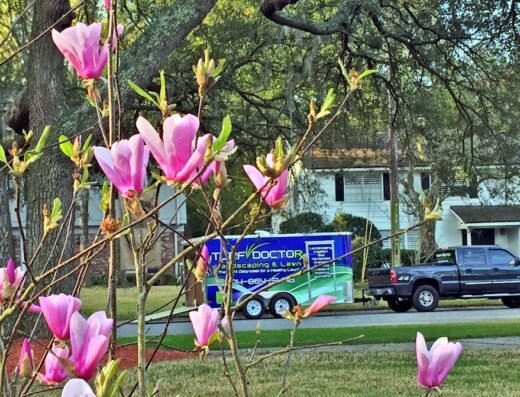 Turf Doctor Landscaping & Lawn , LLC