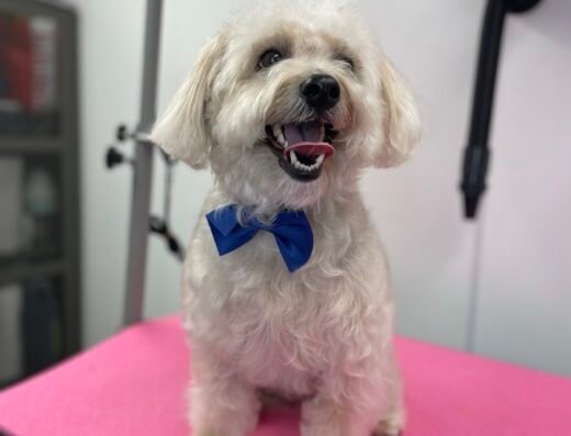 Two Pets Mobile Grooming – pet care in Orlando (photo 2)