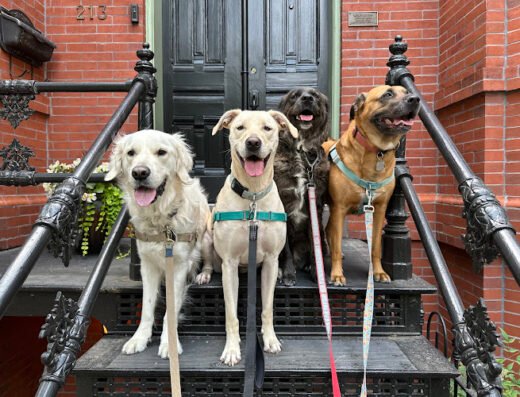 Two Tails DC – pet care in Washington, DC