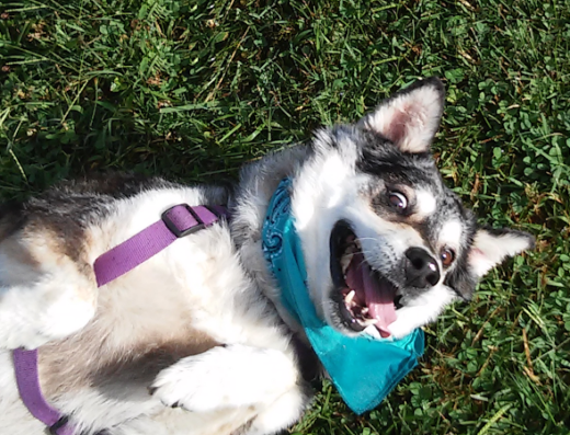 UnderDogs Pet Care – pet care in Washington, DC